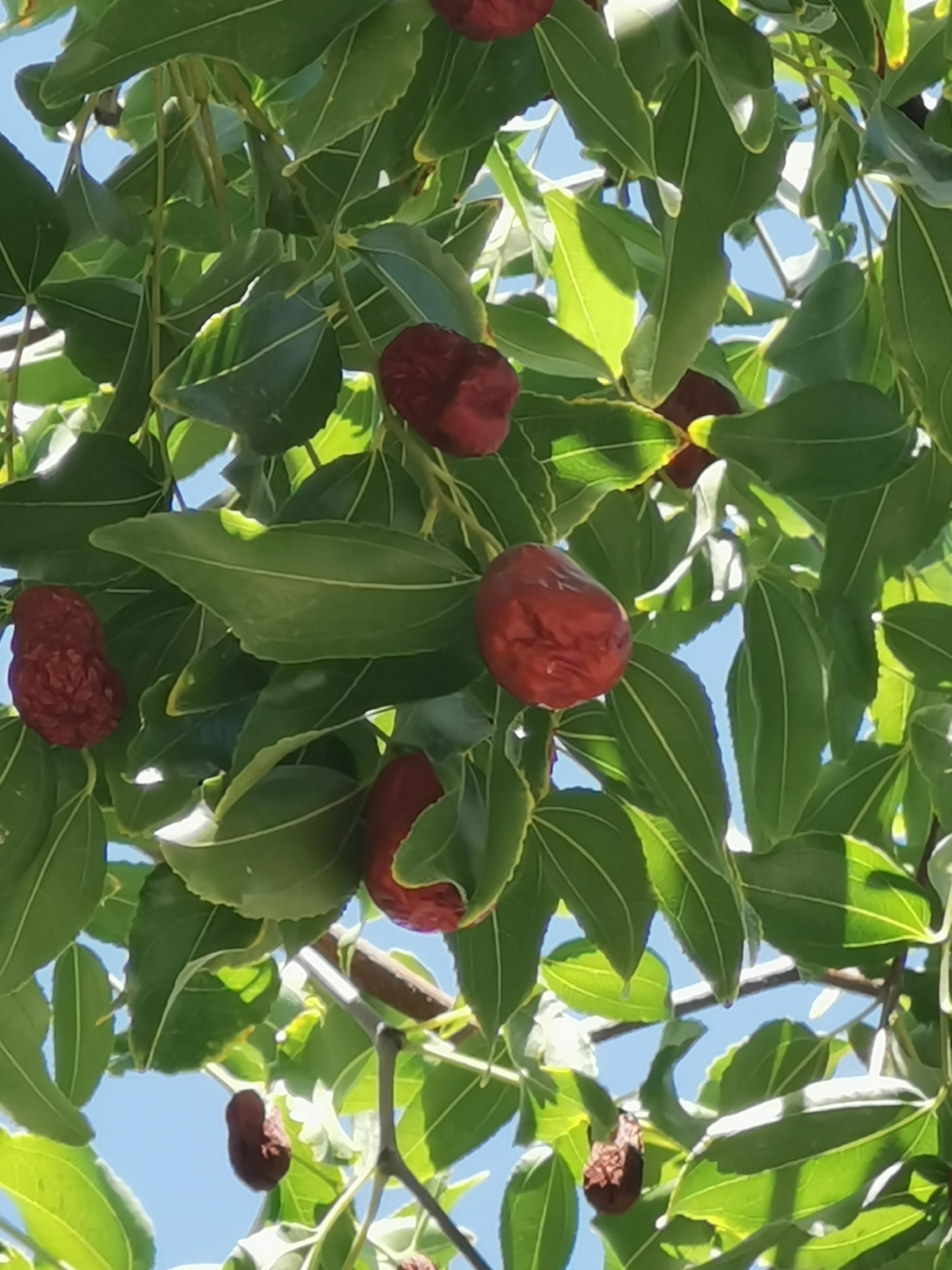 Plant Image